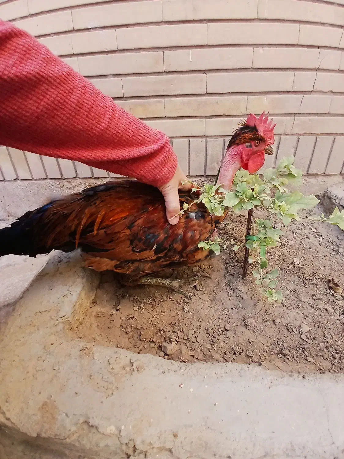 خروسهای جوان|حیوانات مزرعه|شیراز, تندگویان|دیوار