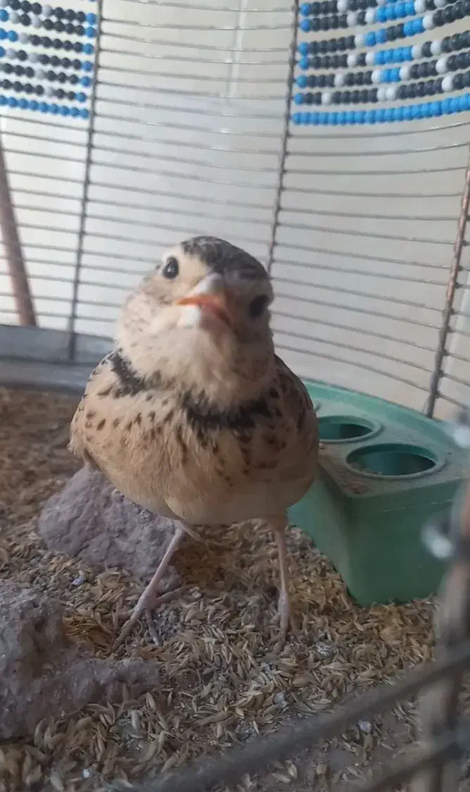 طغرا یا سهره خاکی|پرنده|کرمان, |دیوار