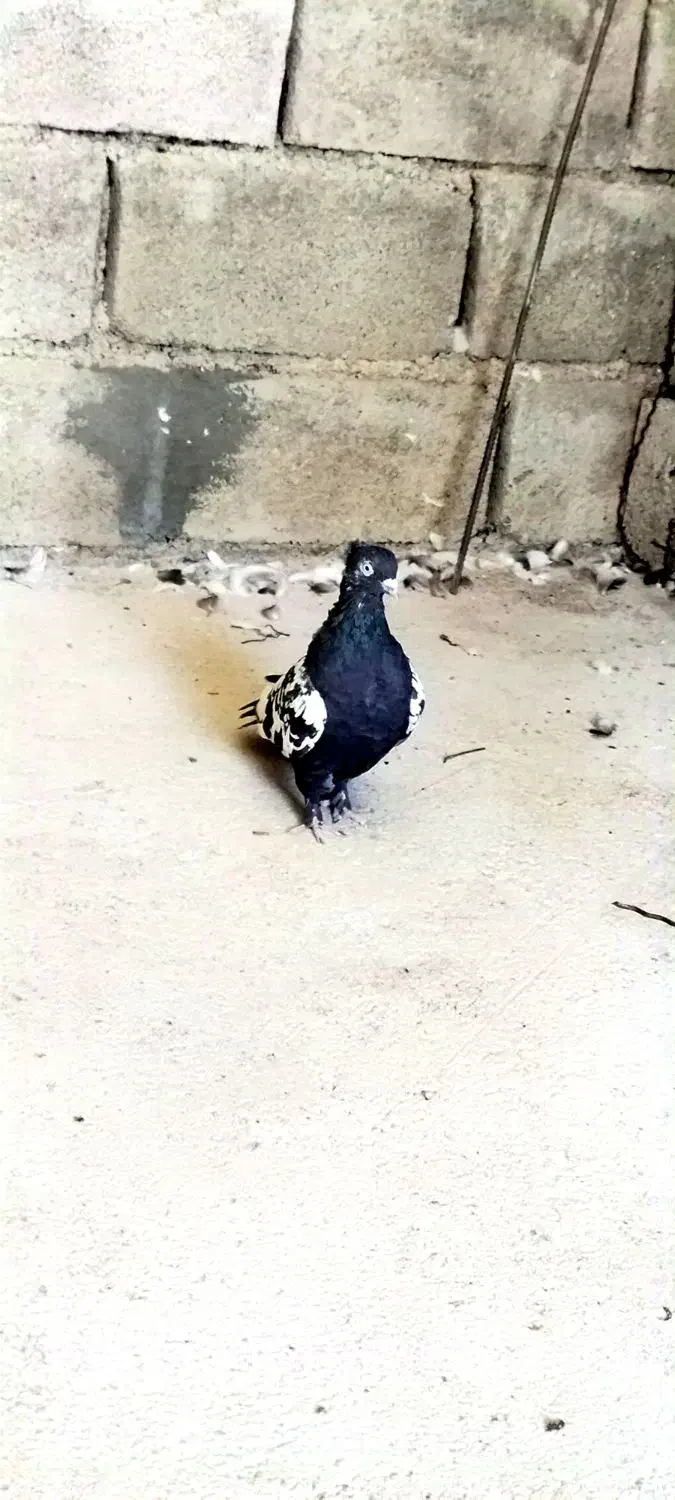 سینه سیاه ماده|پرنده|آبدانان, |دیوار