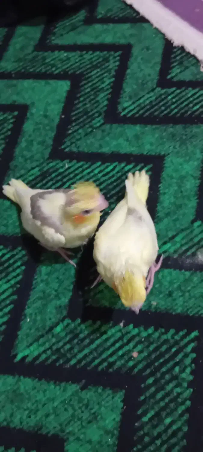 فروش یه جفت عروس هلندی|پرنده|شاهین دژ, |دیوار