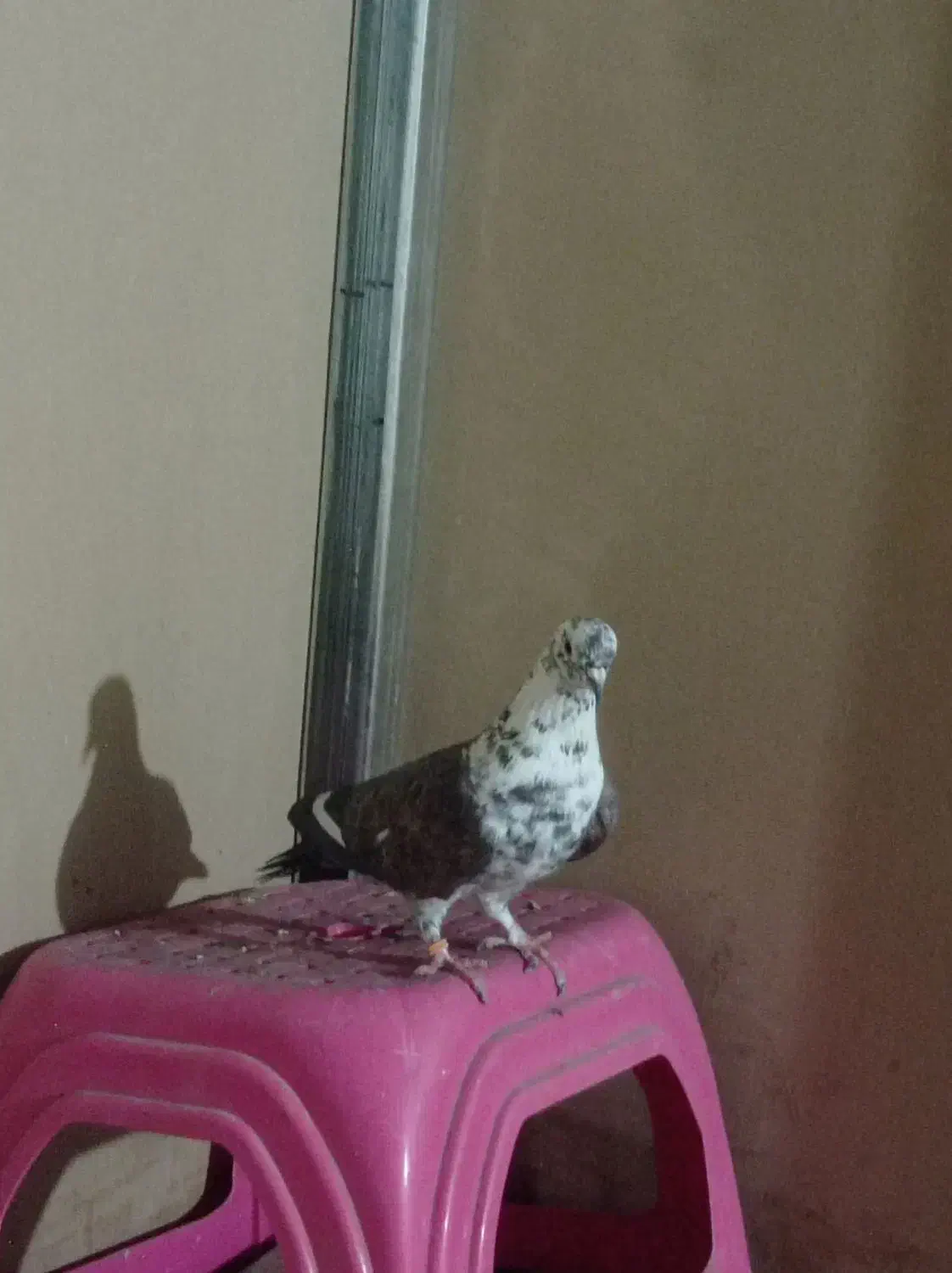 کبوتر ماده|پرنده|تهران, کوی بیمه|دیوار