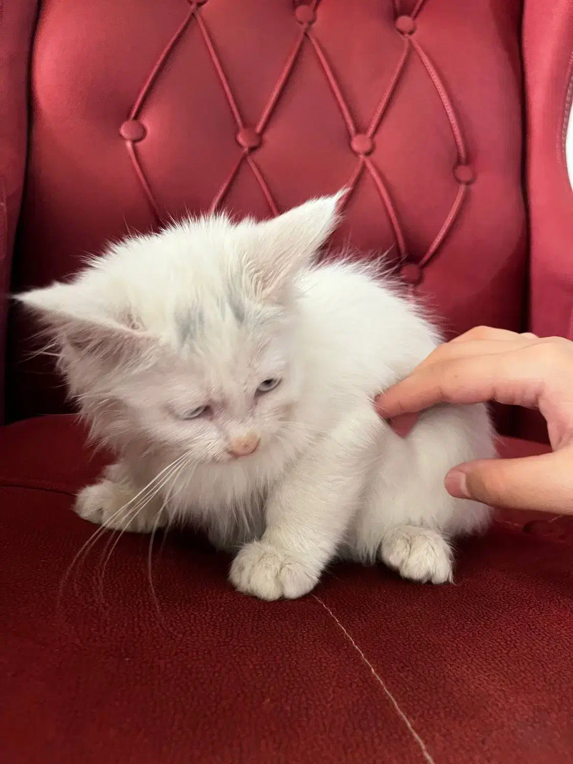 گربه پرشین|گربه|ارومیه, |دیوار