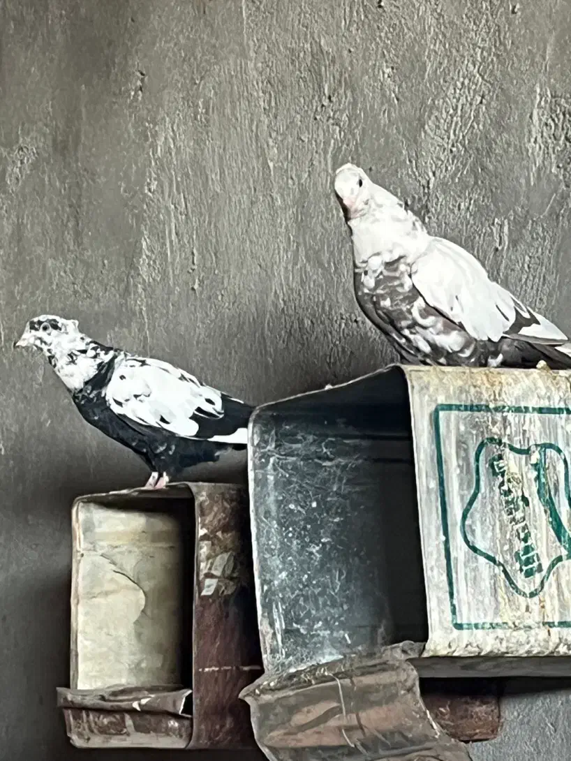 دم موشکی.دم سیاه..هر دو چند تیزی به اخر.|پرنده|سبزوار, قصبه شرقی|دیوار