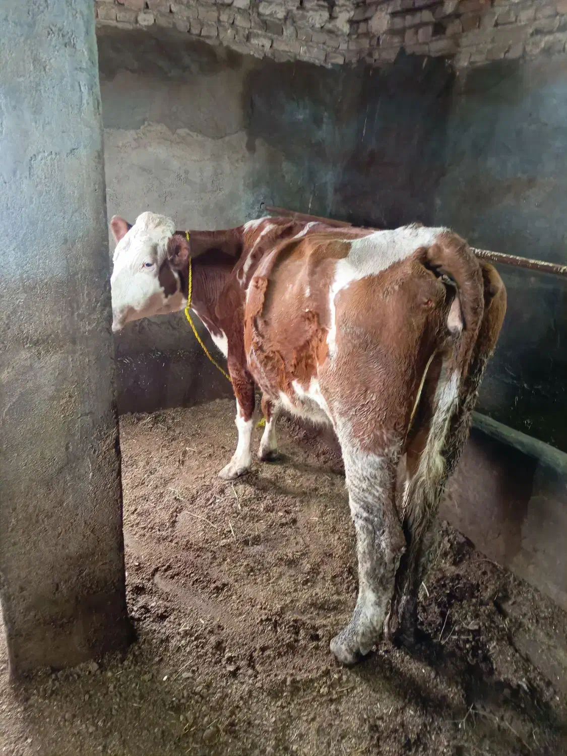 گاو سیمینتال گوشتی|حیوانات مزرعه|انزل, |دیوار