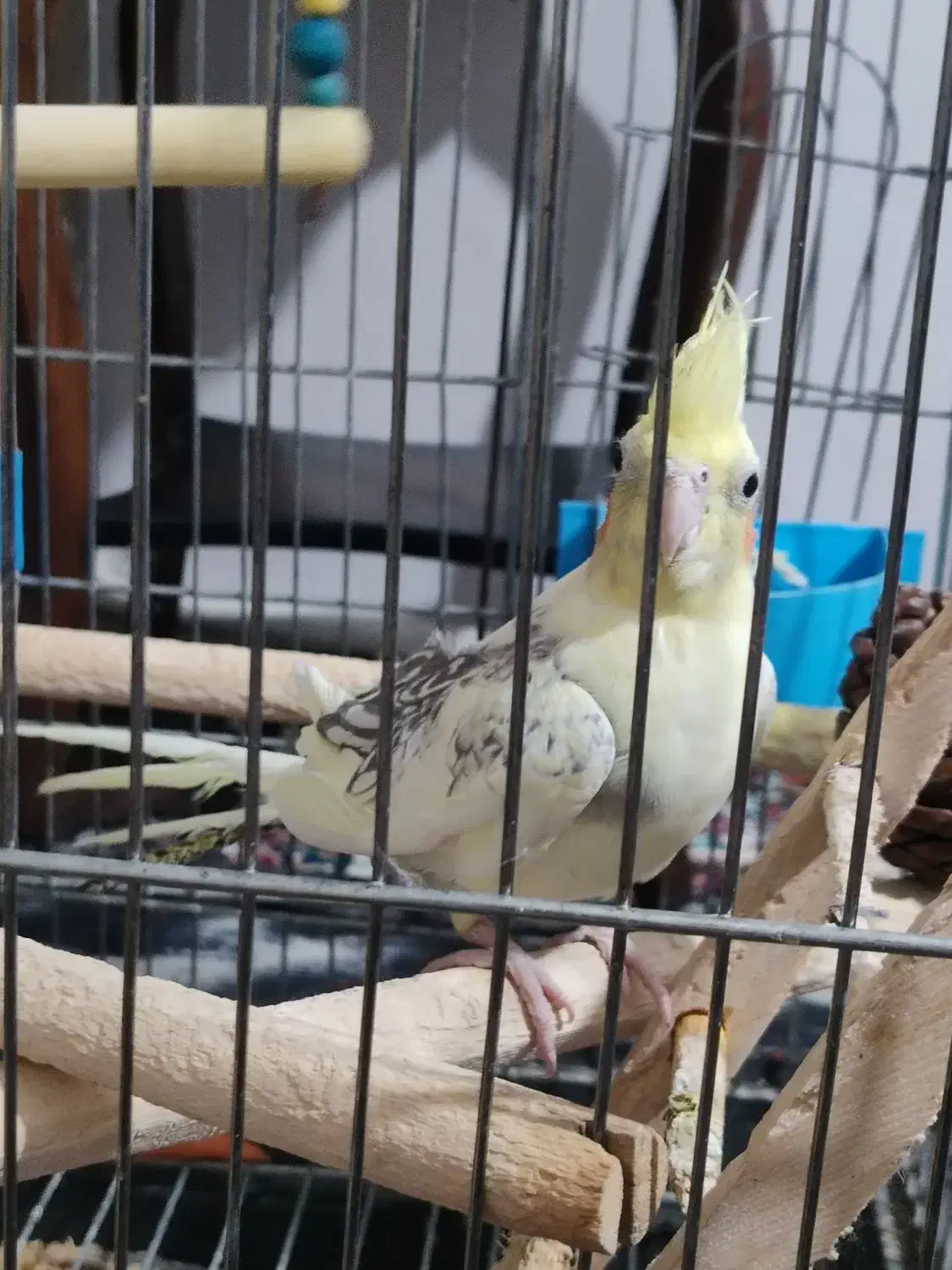 عروس هلندی|پرنده|شهریار, شهرک امیریه|دیوار