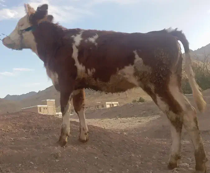 گوساله ماده سیمینتال شرابی|حیوانات مزرعه|بیستون, |دیوار