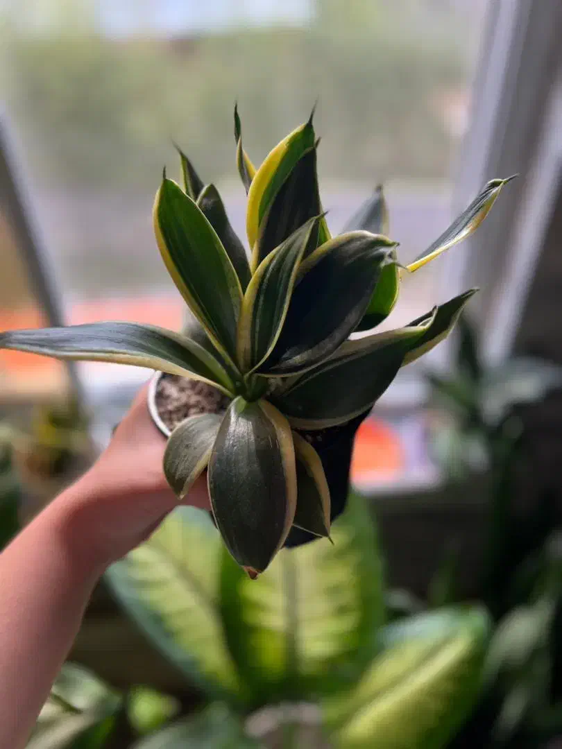 انواع گل های آپارتمانی|گل و گیاه طبیعی|رحیم‌آباد, |دیوار