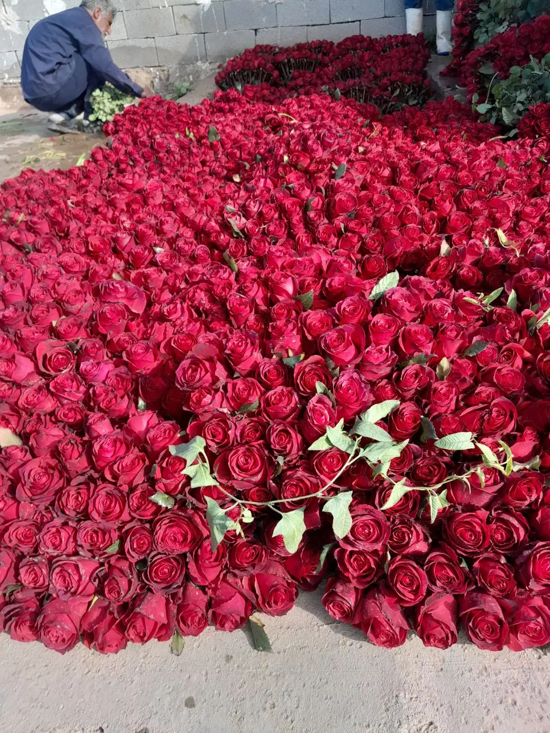 گل رز|گل و گیاه طبیعی|دزفول, |دیوار