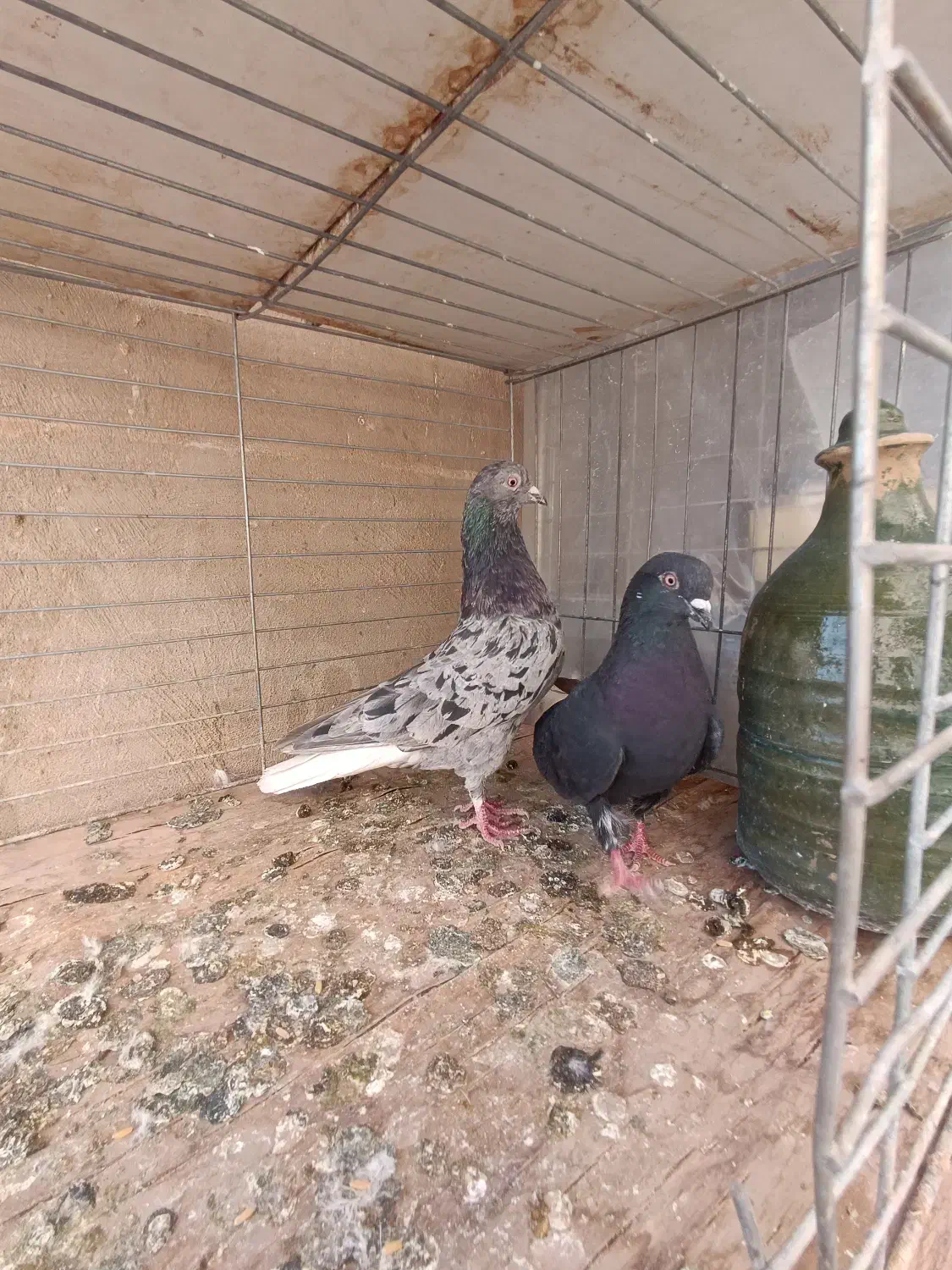 کبوتر|پرنده|مهریز, |دیوار