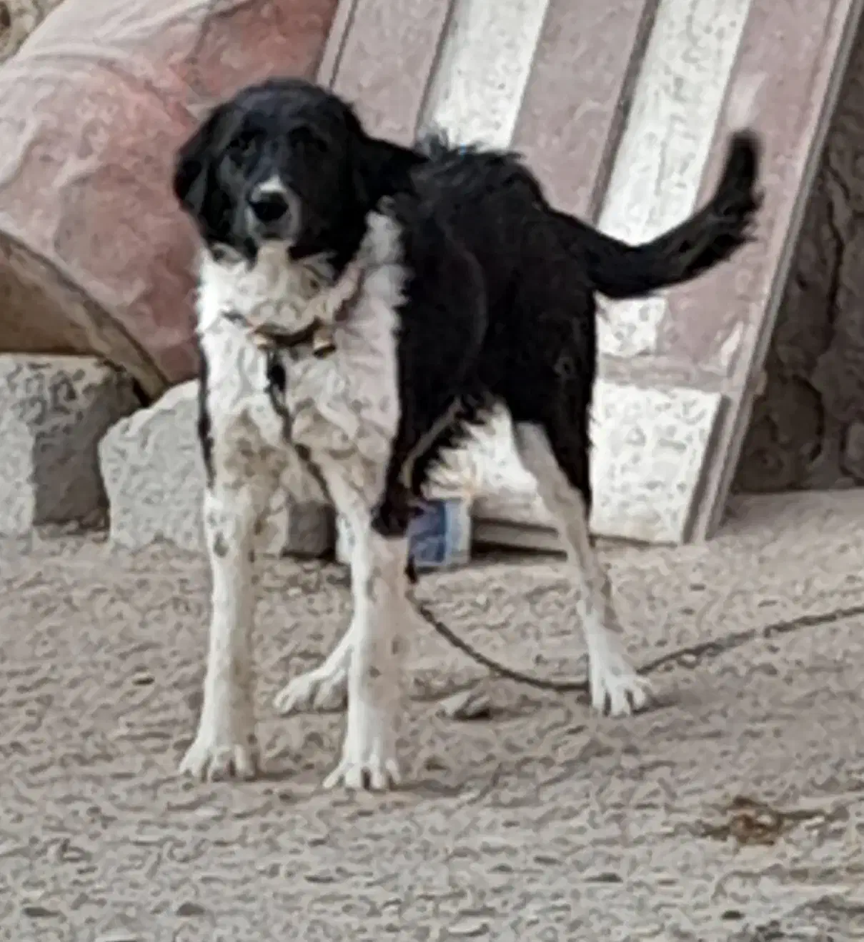 سگ گله|سگ|داران, |دیوار