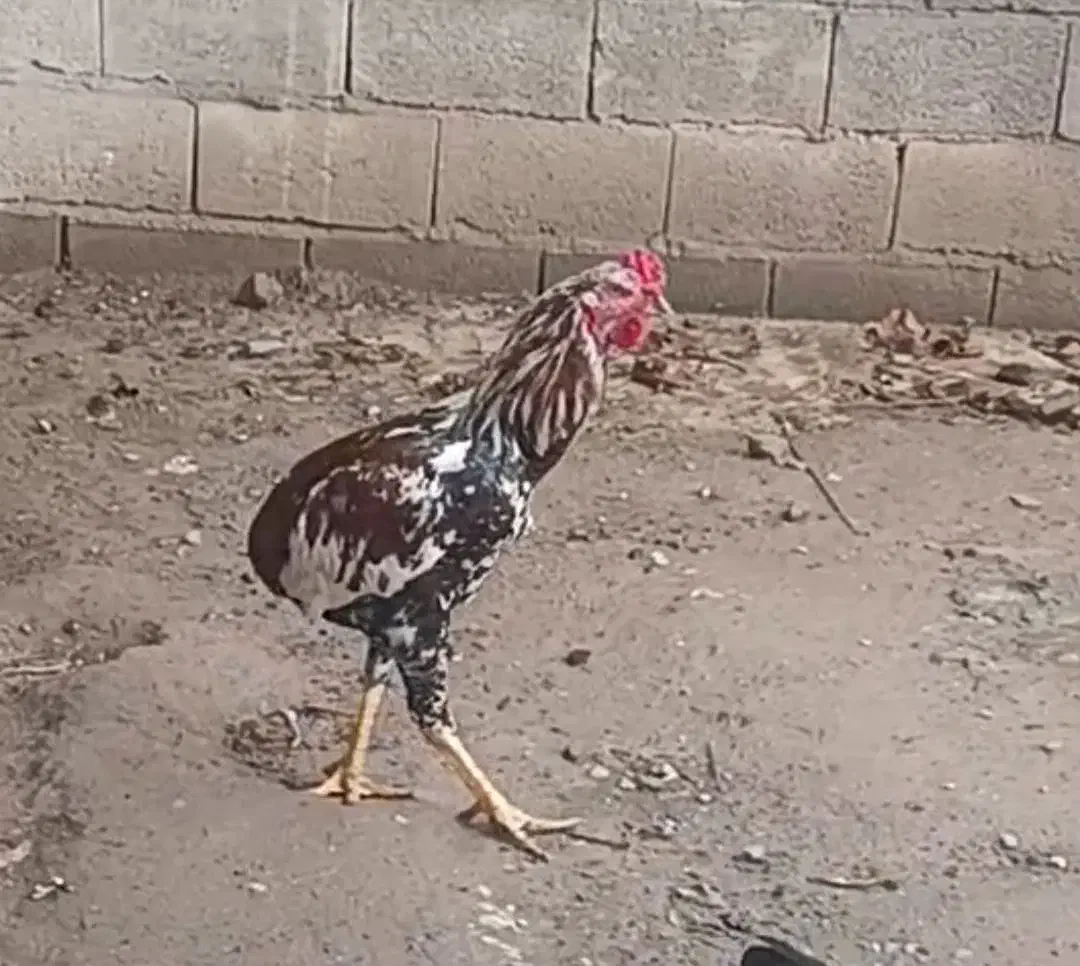 خروس لاری اصلی|حیوانات مزرعه|آق قلا, |دیوار