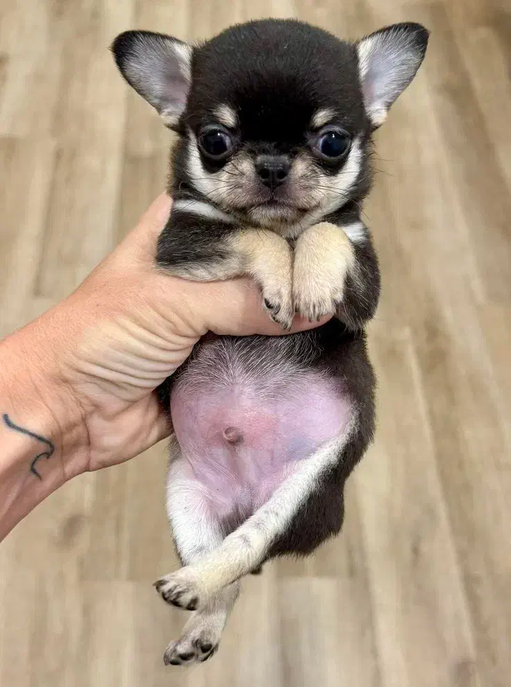 پامر /پودل/شی هواوا/گلدن/چاوچاو|سگ|اصفهان, احمدآباد|دیوار