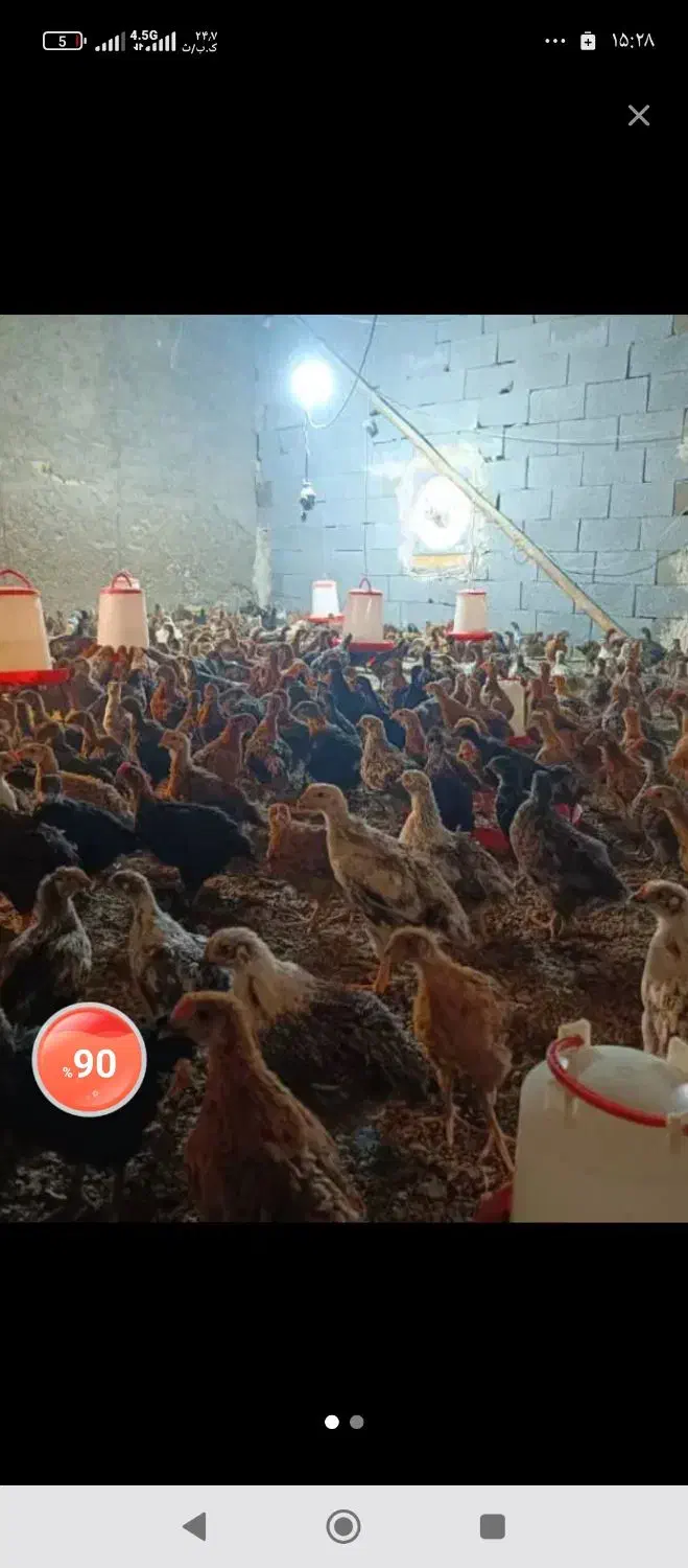 جوجه مرغ خروس دورگ محلی شیراز|حیوانات مزرعه|شیراز, قلعه نو|دیوار