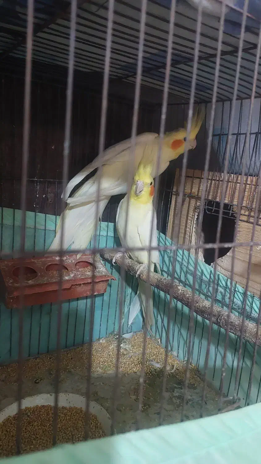 جفت عروس هلندی بالغ|پرنده|رشت, حسین آباد|دیوار