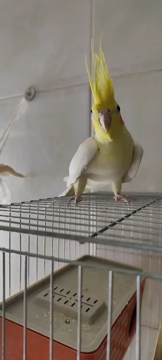 عروس هلندی|پرنده|اصفهان, همتآباد|دیوار