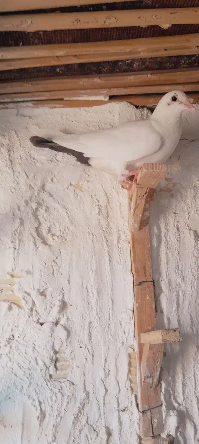 کبوتر|پرنده|ریگان, |دیوار