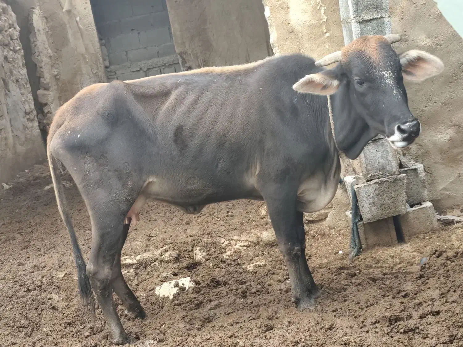 گاو|حیوانات مزرعه|سیراف, |دیوار