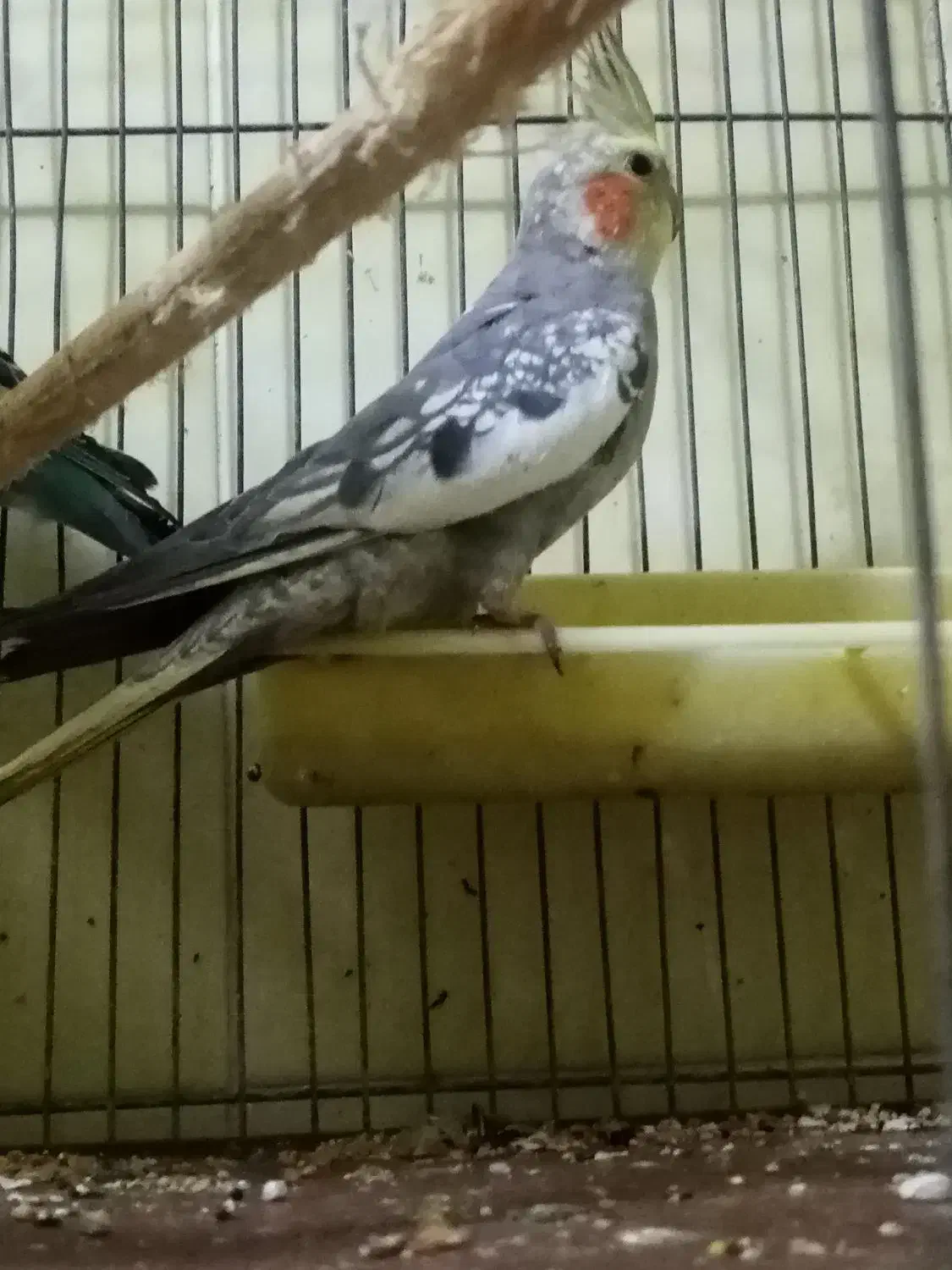 عروس هلندی نر|پرنده|شاهین‌شهر, خانه کارگر|دیوار