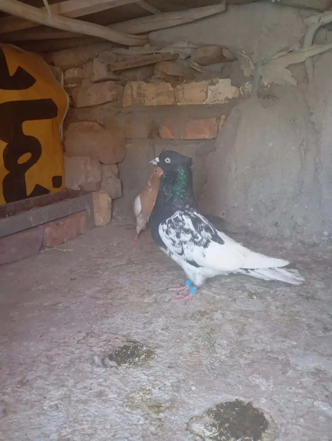 کبوتر|پرنده|پارود, |دیوار