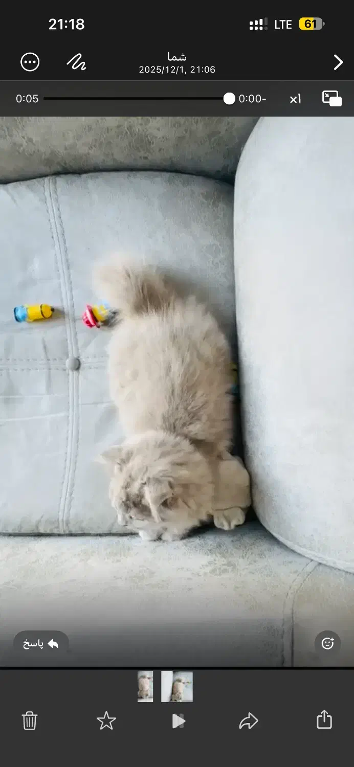 گربه اسکاتیش لانگ هیر لیلاک|گربه|تربت‌حیدریه, منصوریه|دیوار