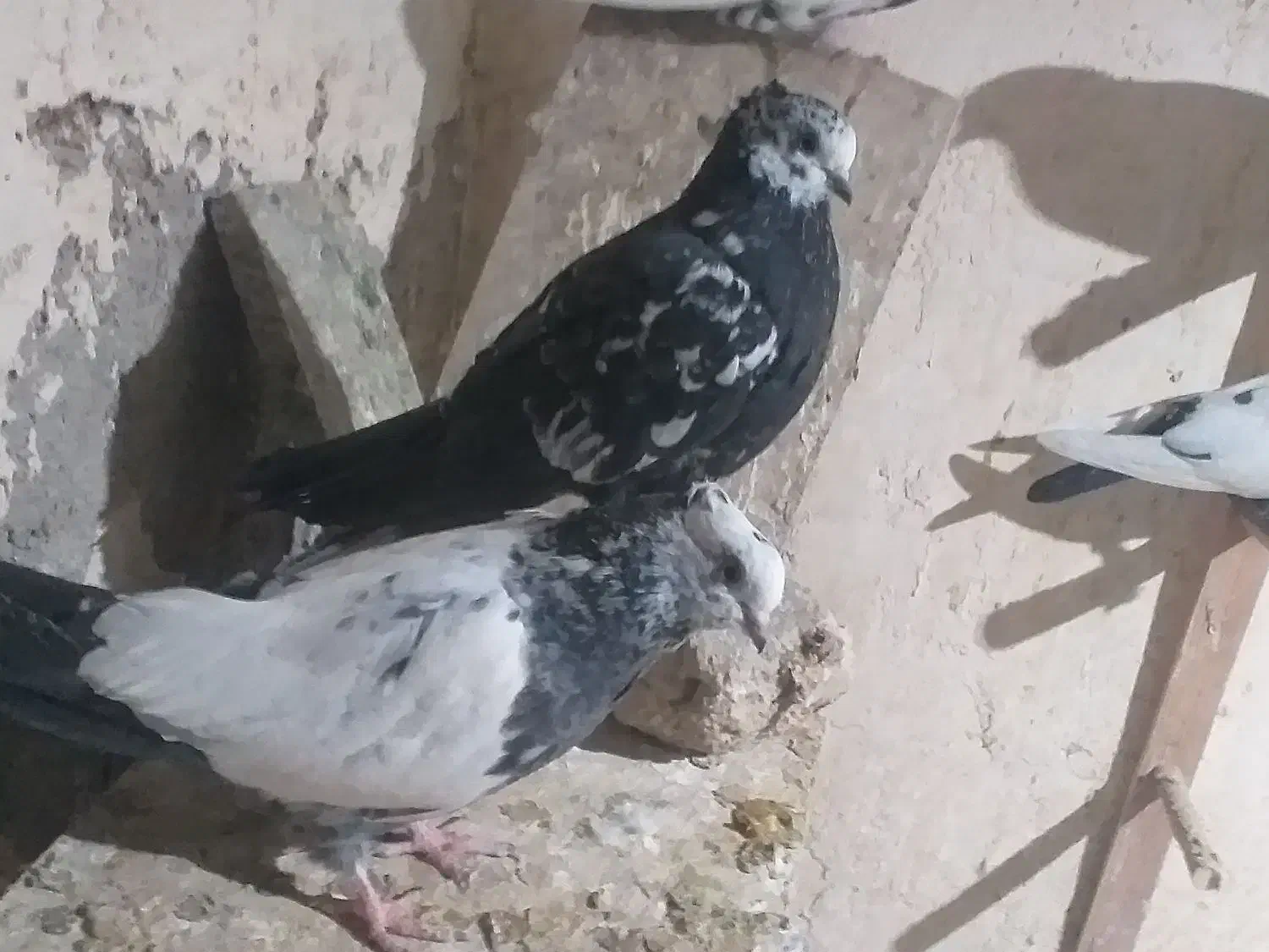 کبوتر کللی وکله چیل|پرنده|ابهر, |دیوار