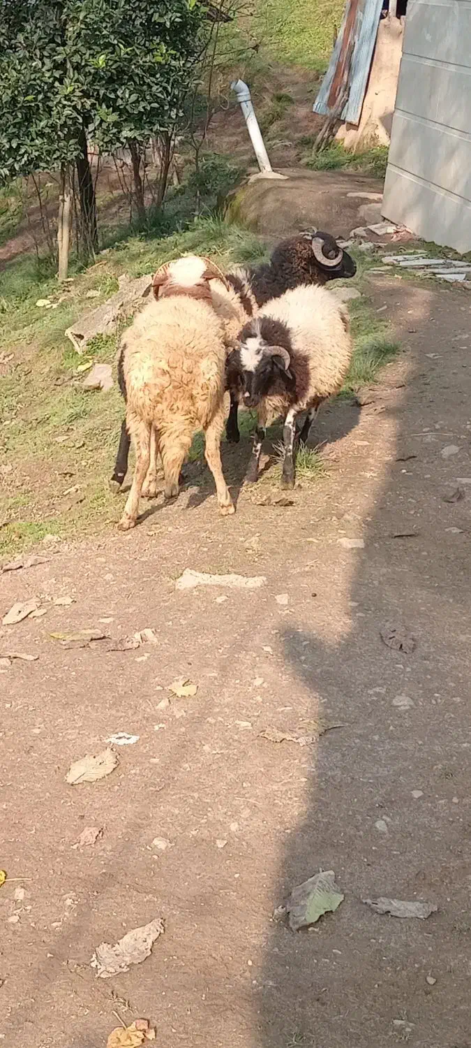 گوسفند|حیوانات مزرعه|سیاهکل, |دیوار