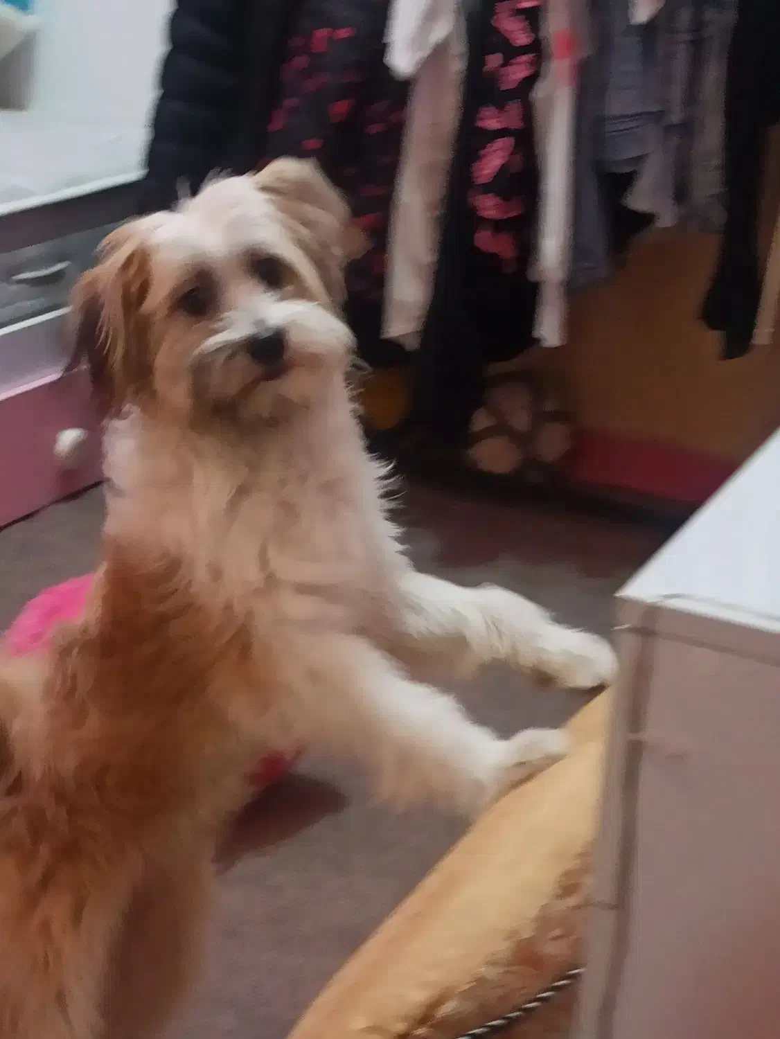 سگ ماده یک ساله  نژاد شیتزو کراس|سگ|اهواز, شریعتی جنوبی|دیوار