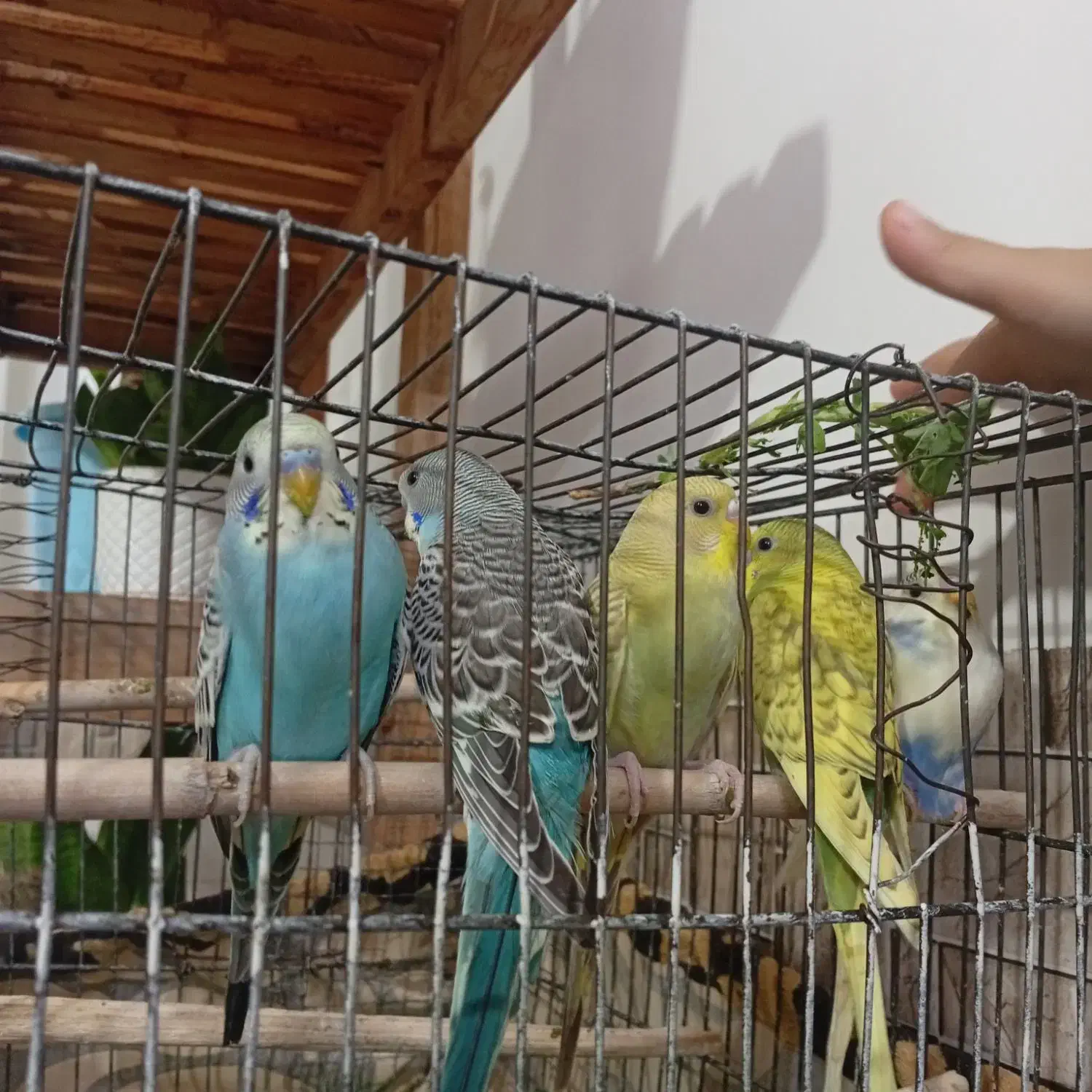 پرنده|پرنده|جوین, |دیوار