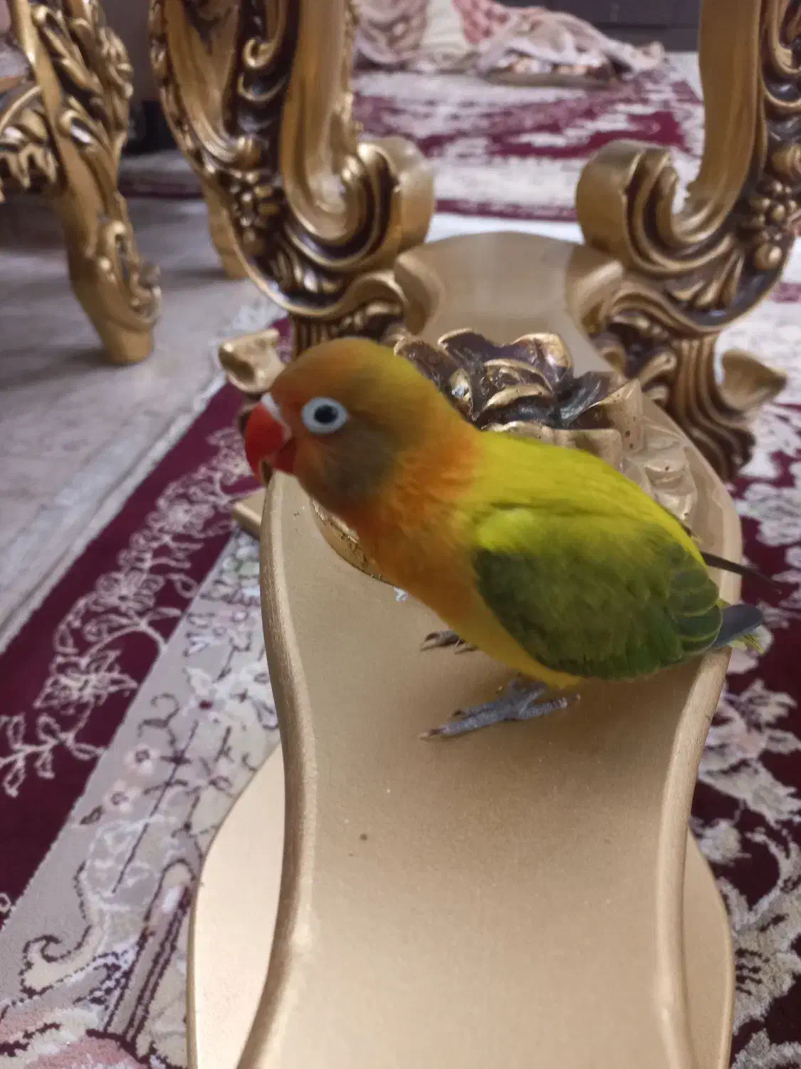 واگذاری کوتوله برزیلی|پرنده|کاشان, گریه|دیوار