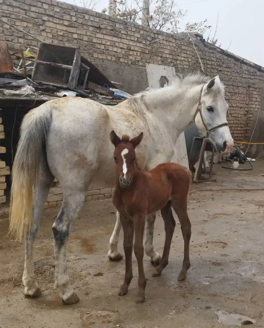 مادیان سواری با کره 7ماه|اسب و تجهیزات اسبسواری|تهران, بلوار کشاورز|دیوار