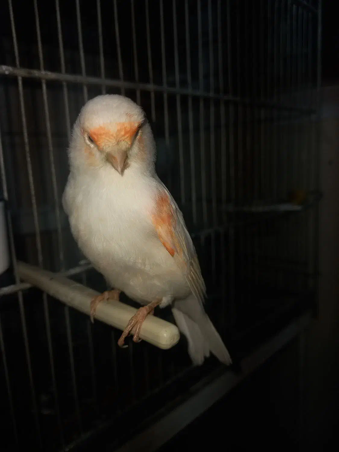 قناری ماده|پرنده|محمدشهر, شهرک پیام (مهرالبرز)|دیوار