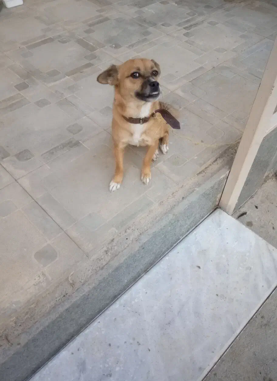 سگ میکس اشپیتز|سگ|گلبهار, نوبهار|دیوار