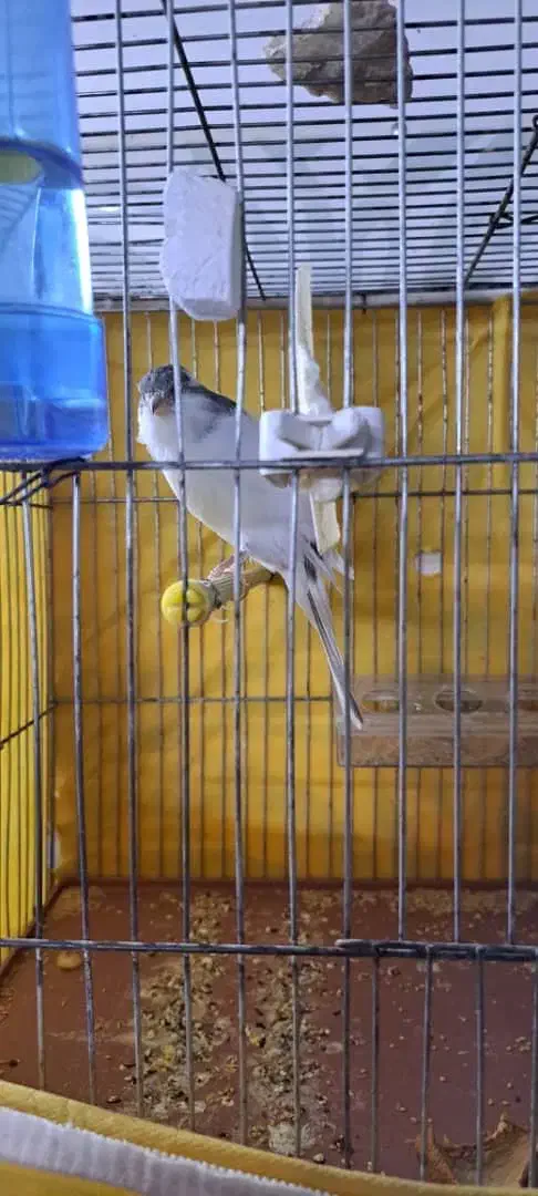 قناری نر شور رسمی بلند|پرنده|اردکان, |دیوار