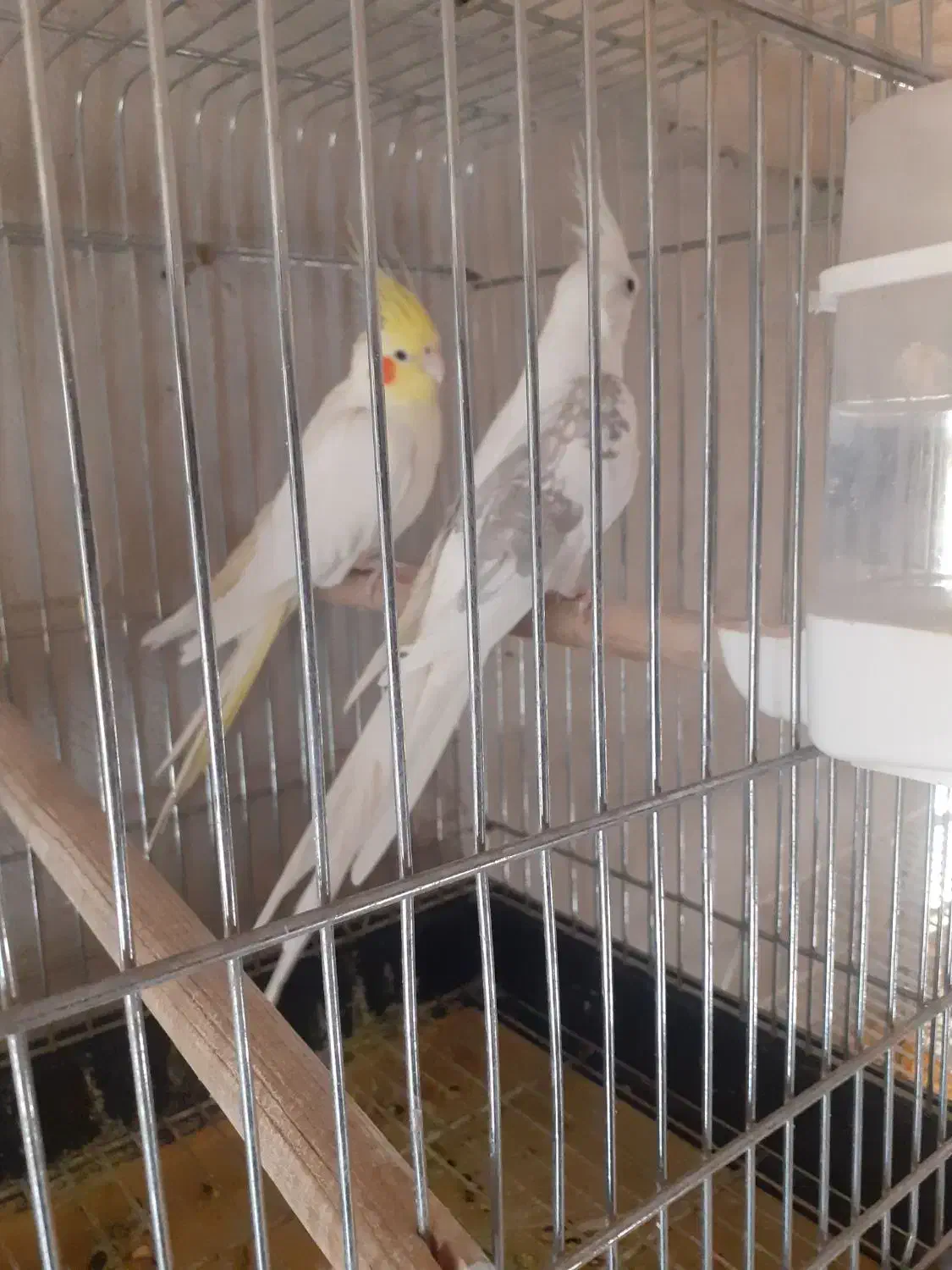 یک جفت عروس هلندی نر و ماده|پرنده|صحنه, |دیوار