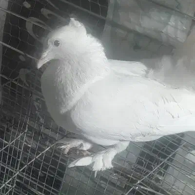 کفتر|پرنده|تهران, فاطمی|دیوار