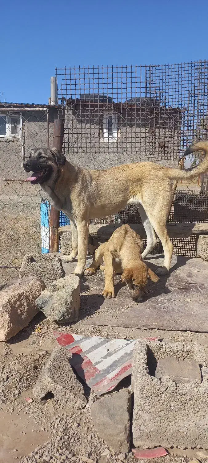 عراقی ماده 10ماه|سگ|زنجان, |دیوار