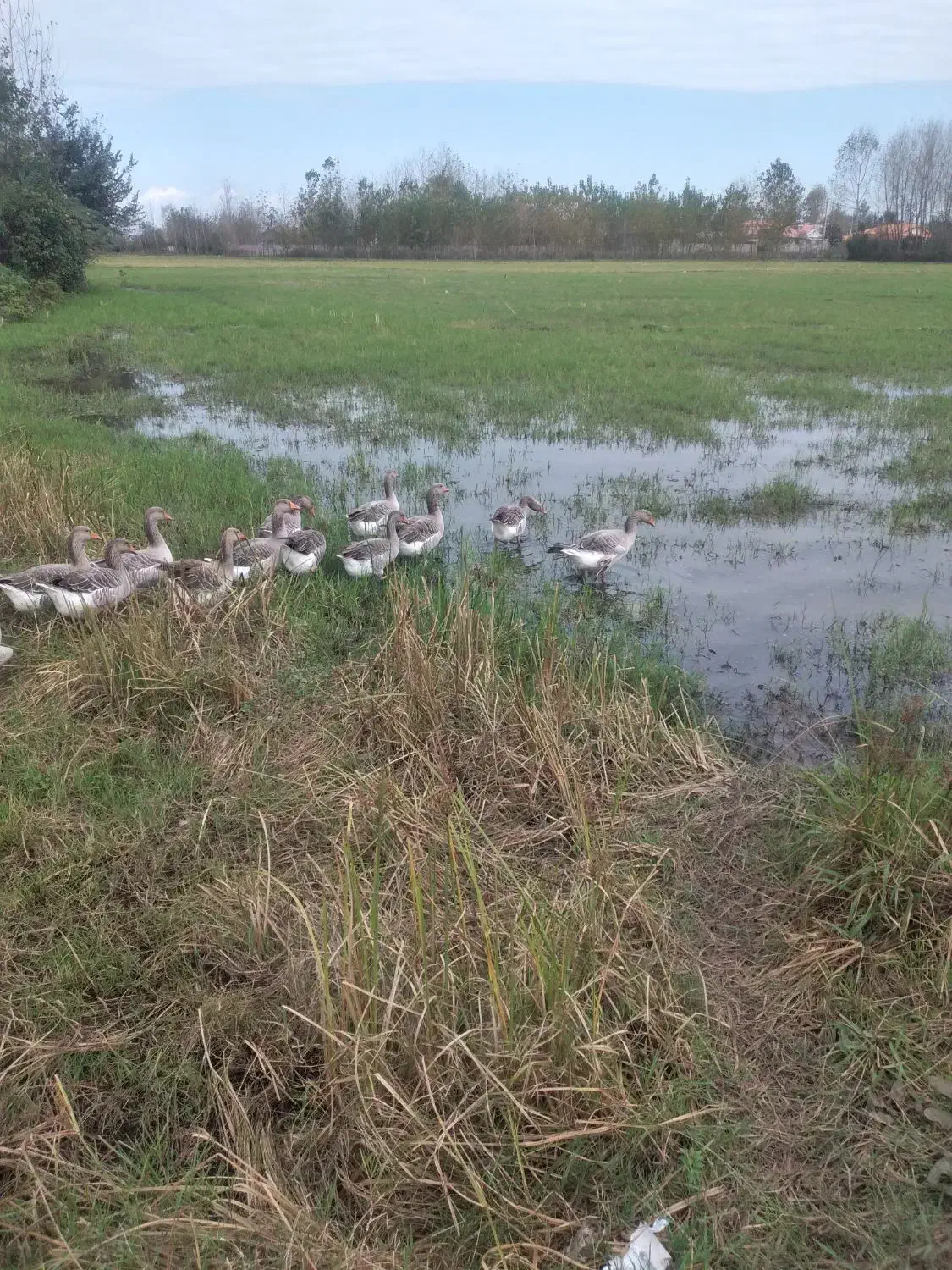 غاز محلی|حیوانات مزرعه|خمام, |دیوار