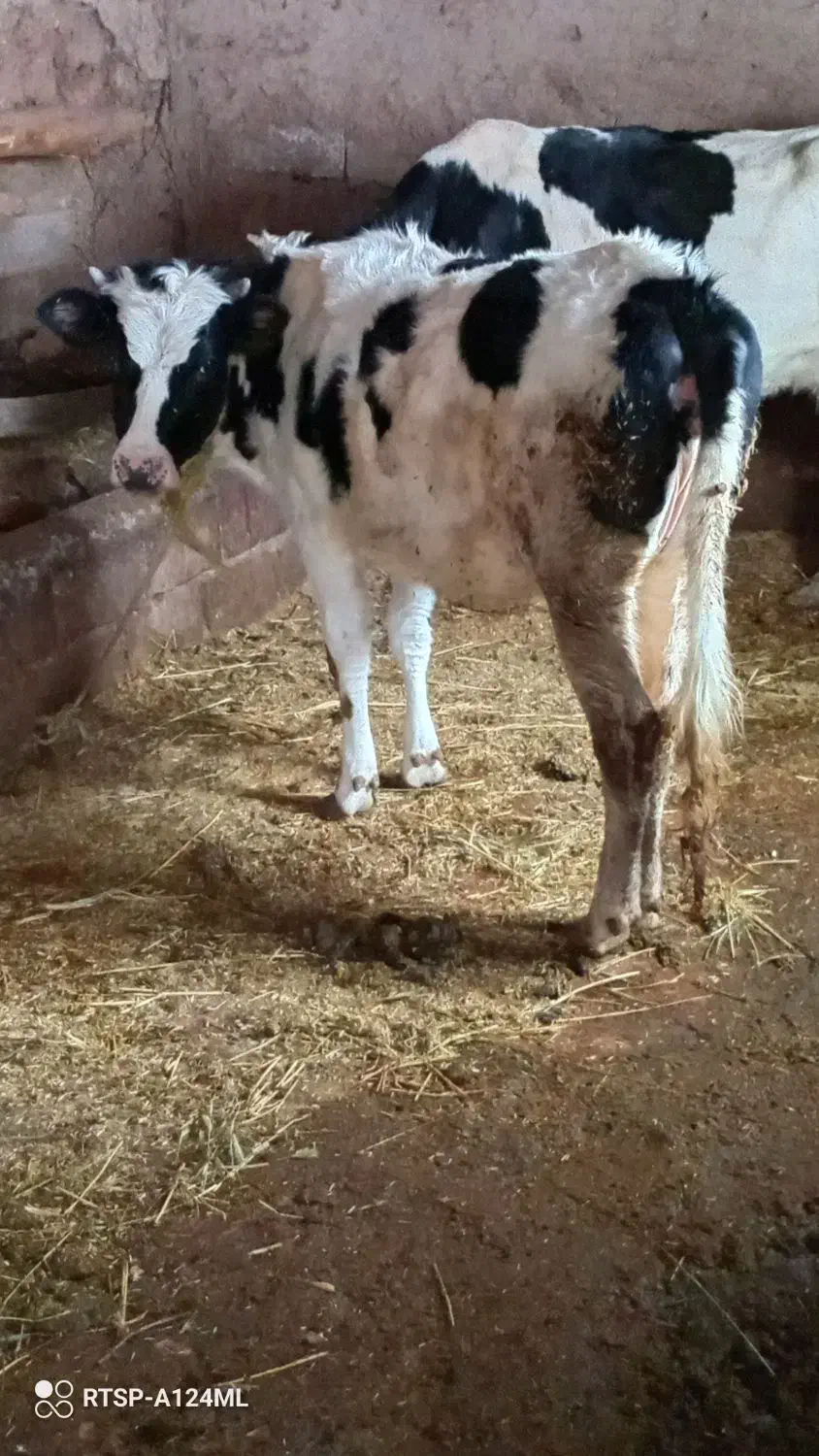 گاو ماده|حیوانات مزرعه|شوط, |دیوار