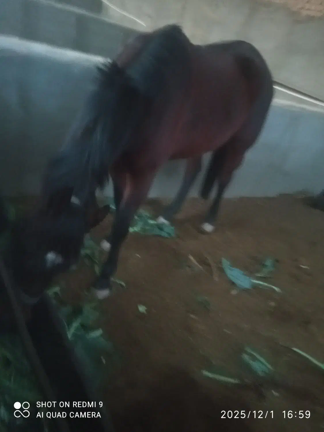 مادیان دوخون|اسب و تجهیزات اسبسواری|پیشوا, |دیوار