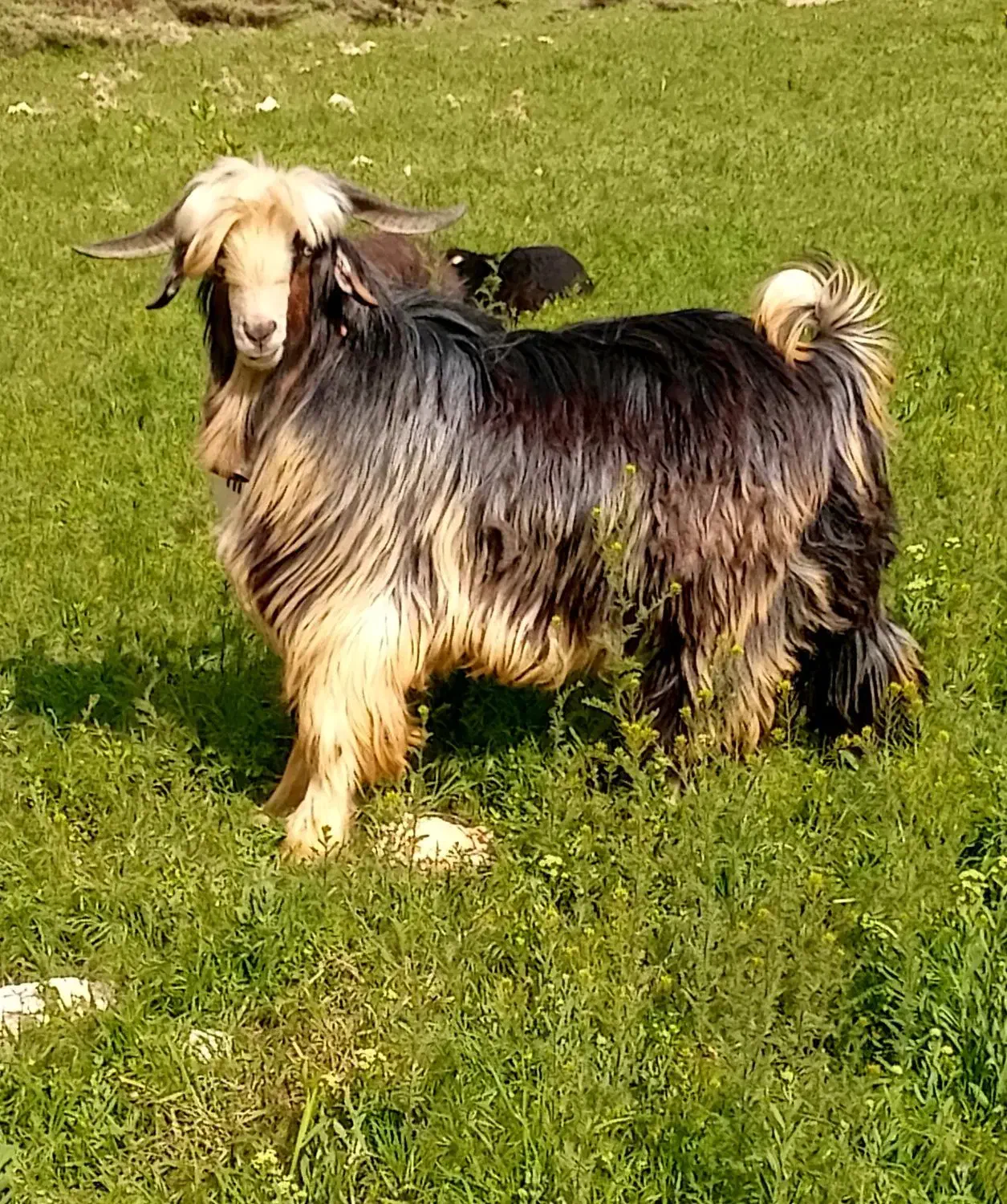 دبر|حیوانات مزرعه|بابا حیدر, |دیوار