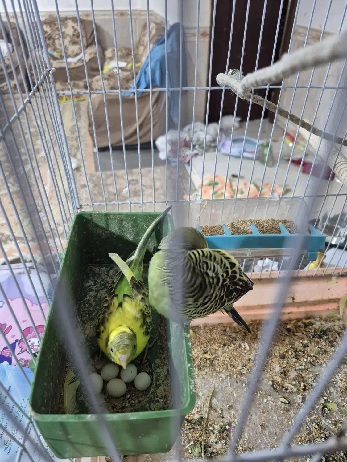 مرغ عشق|پرنده|چابهار, |دیوار