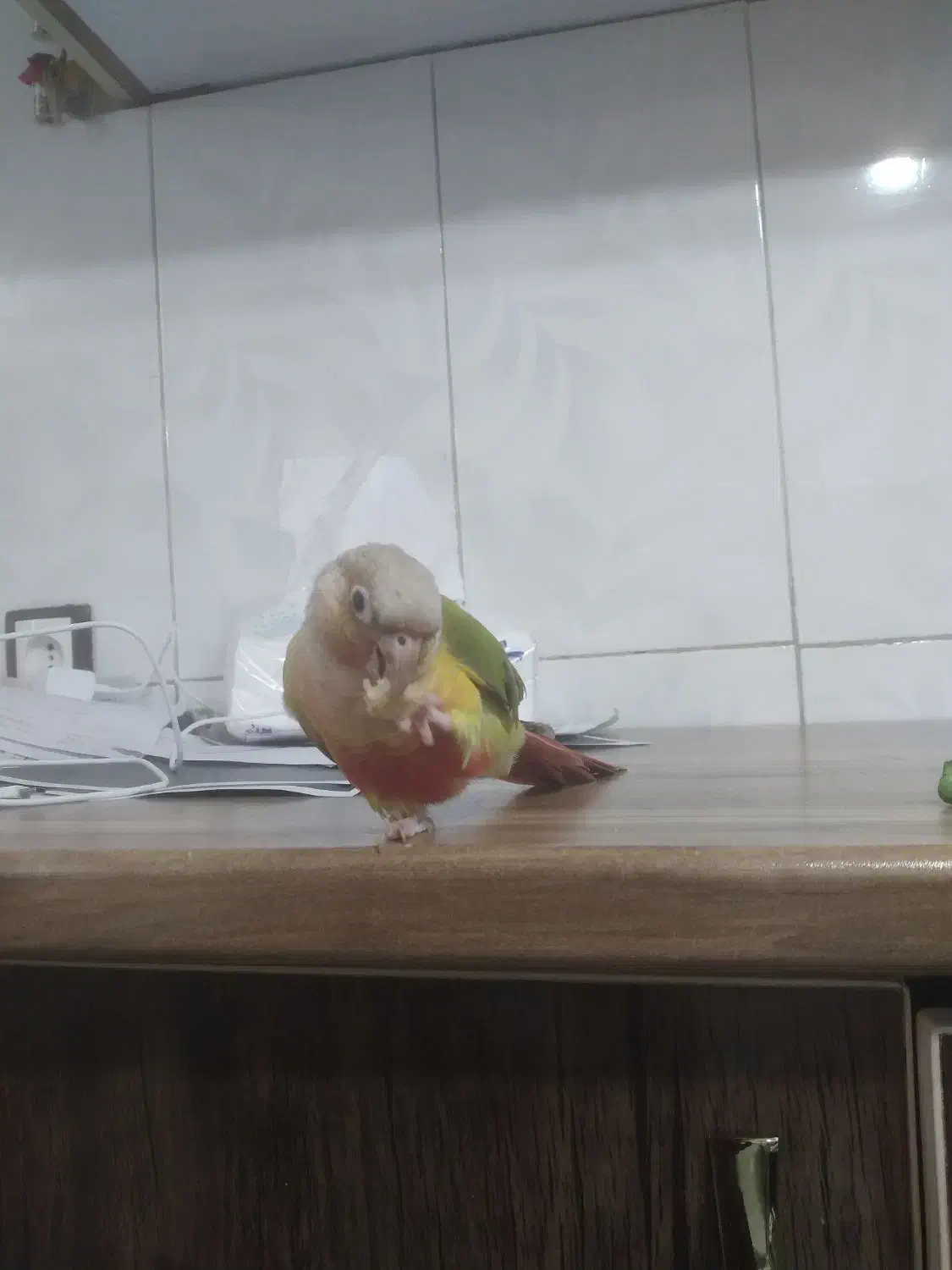 گرینچیک دستی و خانگی|پرنده|کرج, کوی امامیه|دیوار