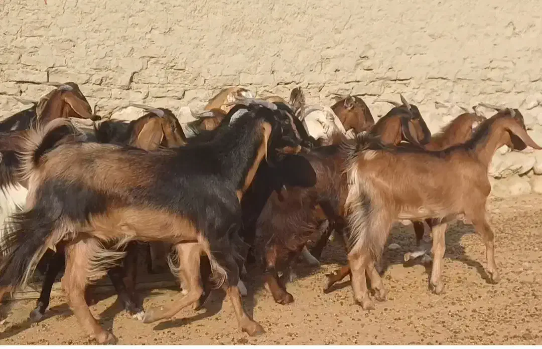 ۳۰ راس بزکهره دار و ابستن داشتی جوان|حیوانات مزرعه|لامرد, |دیوار