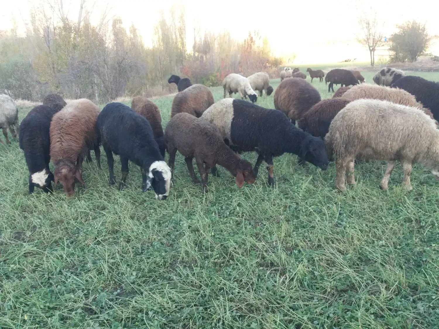 فروش بره نر|حیوانات مزرعه|مریوان, |دیوار