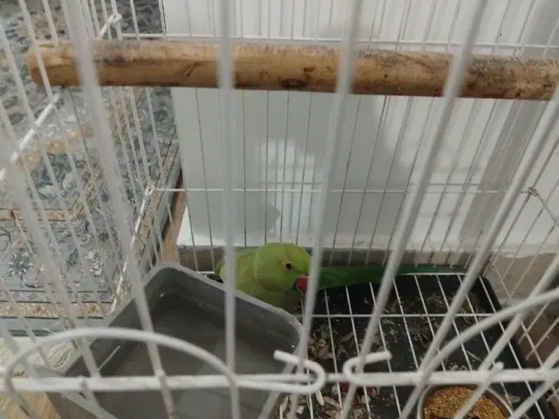 طوطی ملنگو ماده کاملا سالم مناسب برای جفت گیری|پرنده|اسلامشهر, شهرک قائمیه|دیوار