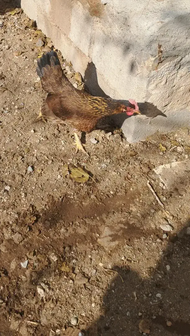 مرغ تخمگذار|حیوانات مزرعه|مبارکه, |دیوار