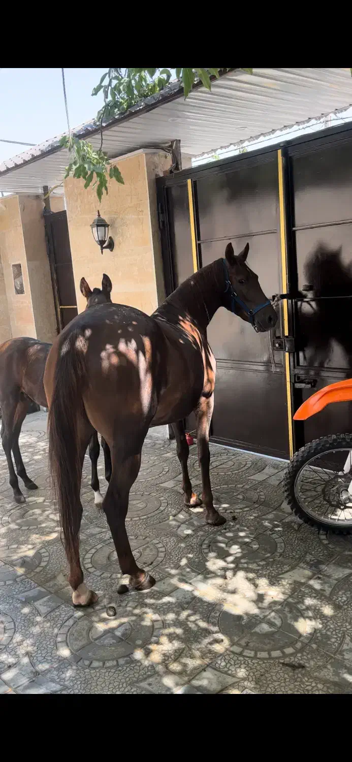 مادیان کرد درجه ۱|اسب و تجهیزات اسبسواری|شازند, |دیوار