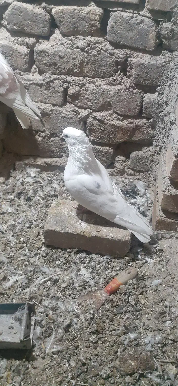 کفتر کبوتر یه جفت گرده دار|پرنده|بروجرد, |دیوار