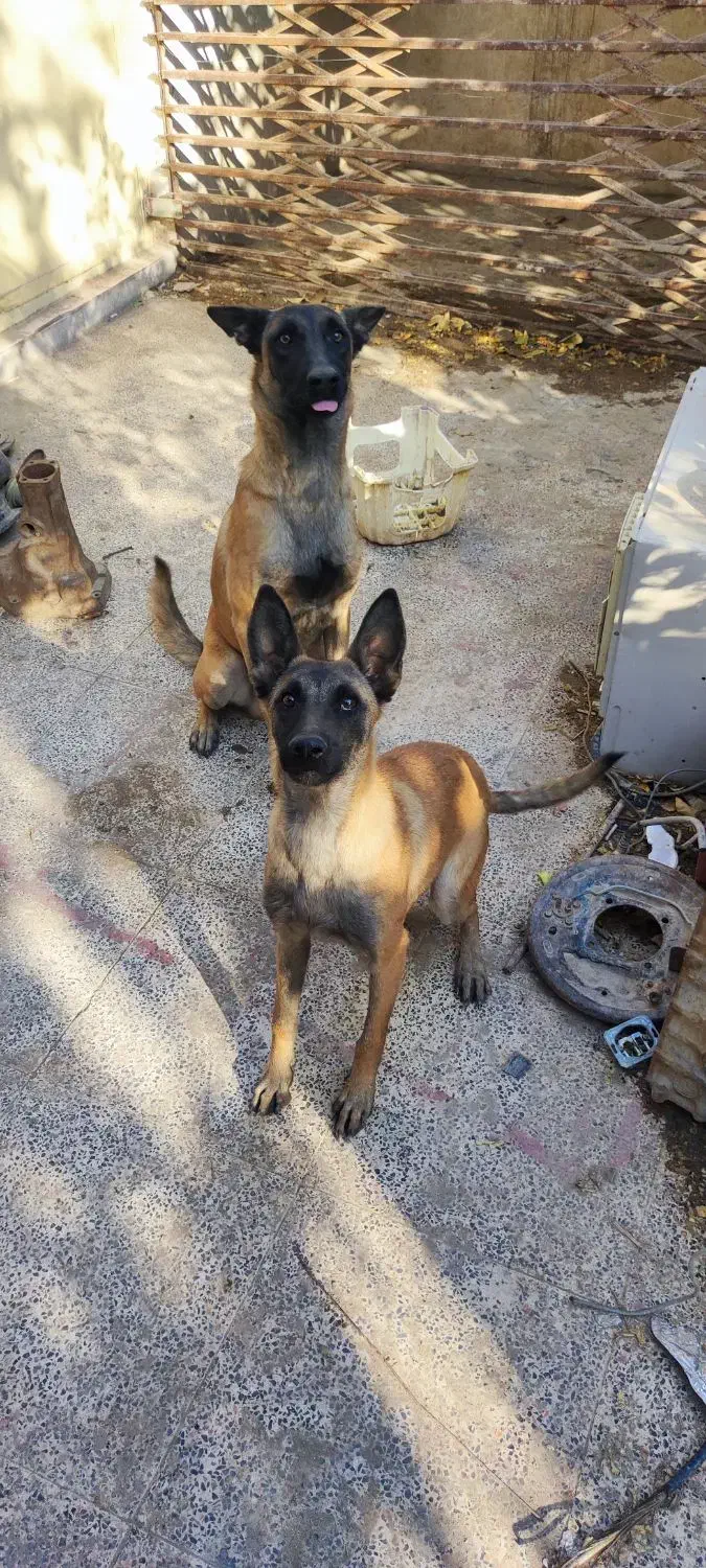 توله سگ مالینویز ماده|سگ|جیرفت, |دیوار