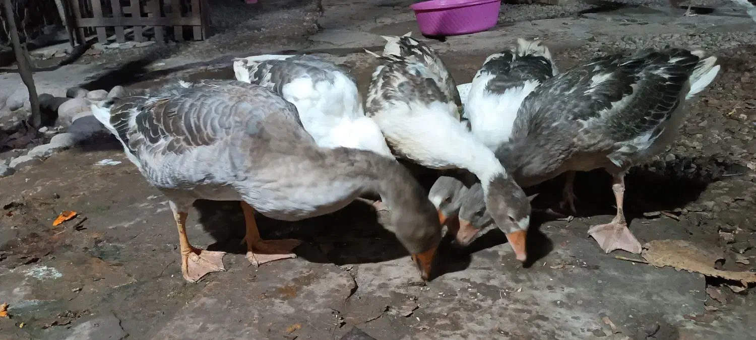 غاز  هشت ماهه|حیوانات مزرعه|ساری, |دیوار